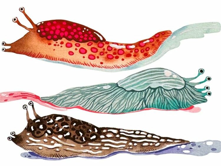 Illustration limaces par La Petite Ruse